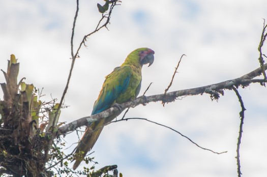 Great Green Macaw at Reserva Tesoro Escondido